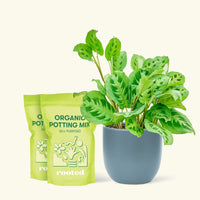 Medium Prayer Plant 'Beauty Kim' (Maranta leuconeura) in a indigo rounded pot and two bag of soil.