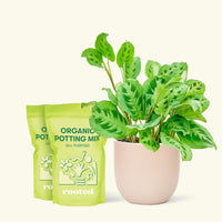 Medium Prayer Plant 'Beauty Kim' (Maranta leuconeura) in a pink rounded pot and two bag of soil.