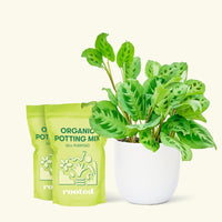 Medium Prayer Plant 'Beauty Kim' (Maranta leuconeura) in a white rounded pot and two bag of soil.