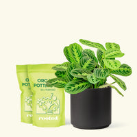 Medium Lemon Lime Prayer Plant (Maranta leuconeura 'Lemon Lime') in a black cylinder pot and two bags of soil.