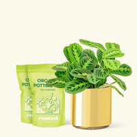 Medium Lemon Lime Prayer Plant (Maranta leuconeura 'Lemon Lime') in a gold cylinder pot and two bags of soil.