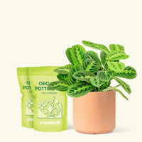 Medium Lemon Lime Prayer Plant (Maranta leuconeura 'Lemon Lime') in a peach cylinder pot and two bags of soil.