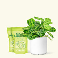 Medium Lemon Lime Prayer Plant (Maranta leuconeura 'Lemon Lime') in a white cylinder pot and two bags of soil.