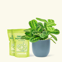 Medium Lemon Lime Prayer Plant (Maranta leuconeura 'Lemon Lime') in a indigo rounded pot and two bags of soil.