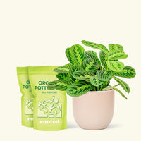 Medium Lemon Lime Prayer Plant (Maranta leuconeura 'Lemon Lime') in a pink rounded pot and two bags of soil.