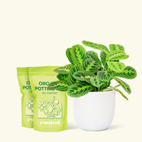 Medium Lemon Lime Prayer Plant (Maranta leuconeura 'Lemon Lime') in a white rounded pot and two bags of soil.