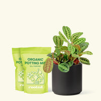 Medium Red Prayer Plant (Maranta leuconeura) in a black cylinder pot and two bag of soil.