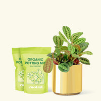 Medium Red Prayer Plant (Maranta leuconeura) in a gold cylinder pot and two bag of soil.