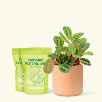 Medium Red Prayer Plant (Maranta leuconeura) in a peach cylinder pot and two bag of soil.