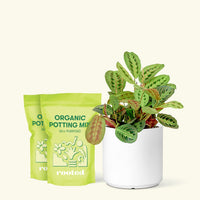 Medium Red Prayer Plant (Maranta leuconeura) in a white cylinder pot and two bag of soil.