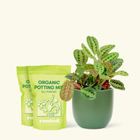 Medium Red Prayer Plant (Maranta leuconeura) in a green rounded pot and two bag of soil.