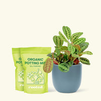 Medium Red Prayer Plant (Maranta leuconeura) in a indigo rounded pot and two bag of soil.