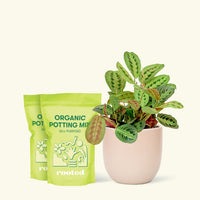 Medium Red Prayer Plant (Maranta leuconeura) in a pink rounded pot and two bag of soil.