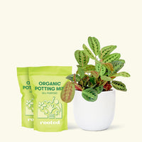 Medium Red Prayer Plant (Maranta leuconeura) in a white rounded pot and two bag of soil.