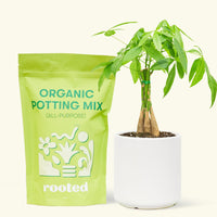 A bag of Organic Potting Mix to the left of a Braided Money Tree in a white cylinder ceramic pot.