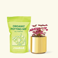 Small Purple Shamrock (Oxalis vairety) in a gold cylinder pot and a bag of soil.