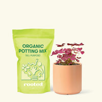 Small Purple Shamrock (Oxalis vairety) in a peach cylinder pot and a bag of soil.
