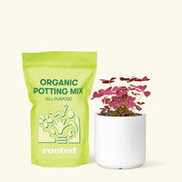 Small Purple Shamrock (Oxalis vairety) in a white cylinder pot and a bag of soil.