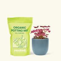 Small Purple Shamrock (Oxalis vairety) in a indigo rounded pot and a bag of soil.