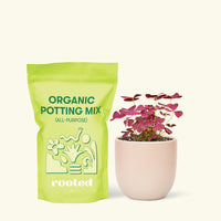 Small Purple Shamrock (Oxalis vairety) in a pink rounded pot and a bag of soil.