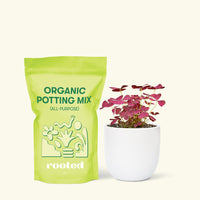 Small Purple Shamrock (Oxalis vairety) in a white rounded pot and a bag of soil.