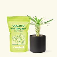Small Madagascar Palm (Pachypodium lamerei) in a black cylinder pot and a bag of soil.