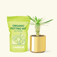 Small Madagascar Palm (Pachypodium lamerei) in a gold cylinder pot and a bag of soil.