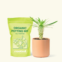 Small Madagascar Palm (Pachypodium lamerei) in a peach cylinder pot and a bag of soil.