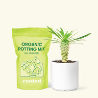Small Madagascar Palm (Pachypodium lamerei) in a white cylinder pot and a bag of soil.