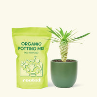 Small Madagascar Palm (Pachypodium lamerei) in a green rounded pot and a bag of soil.