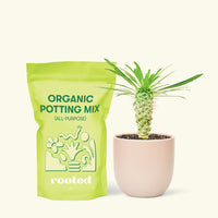 Small Madagascar Palm (Pachypodium lamerei) in a pink rounded pot and a bag of soil.