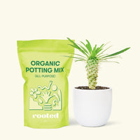 Small Madagascar Palm (Pachypodium lamerei) in a white rounded pot and a bag of soil.