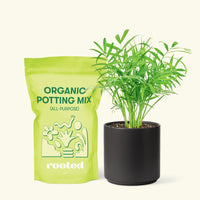 Small Parlor Palm (Chamaedorea elegans) in a black cylinder pot and a bag of soil.