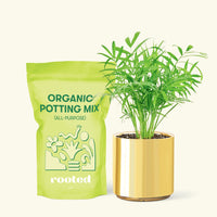 Small Parlor Palm (Chamaedorea elegans) in a gold cylinder pot and a bag of soil.