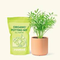 Small Parlor Palm (Chamaedorea elegans) in a peach cylinder pot and a bag of soil.