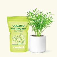 Small Parlor Palm (Chamaedorea elegans) in a white cylinder pot and a bag of soil.