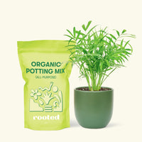 Small Parlor Palm (Chamaedorea elegans) in a green rounded pot and a bag of soil.