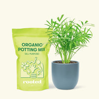 Small Parlor Palm (Chamaedorea elegans) in a indigo rounded pot and a bag of soil.