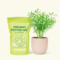 Small Parlor Palm (Chamaedorea elegans) in a pink rounded pot and a bag of soil.