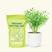 Small Parlor Palm (Chamaedorea elegans) in a white rounded pot and a bag of soil.