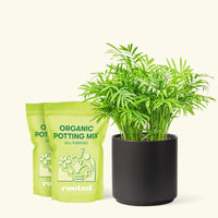 Medium Parlor Palm (Chamaedorea elegans) in a black cylinder pot and two bag of soil.