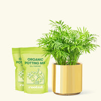 Medium Parlor Palm (Chamaedorea elegans) in a gold cylinder pot and two bag of soil.