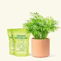 Medium Parlor Palm (Chamaedorea elegans) in a peach cylinder pot and two bag of soil.