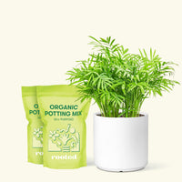 Medium Parlor Palm (Chamaedorea elegans) in a white cylinder pot and two bag of soil.