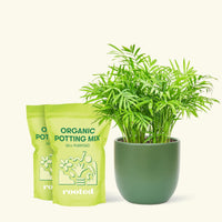 Medium Parlor Palm (Chamaedorea elegans) in a green rounded pot and two bag of soil.