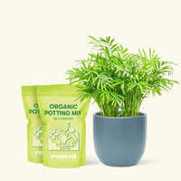 Medium Parlor Palm (Chamaedorea elegans) in a indigo rounded pot and two bag of soil.