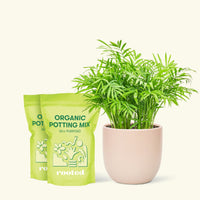 Medium Parlor Palm (Chamaedorea elegans) in a pink rounded pot and two bag of soil.