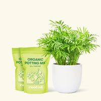 Medium Parlor Palm (Chamaedorea elegans) in a white rounded pot and two bag of soil.