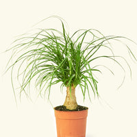 Small Ponytail Palm (Beaucarnea recurvata) in a grow pot.