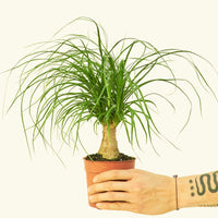 Small Ponytail Palm (Beaucarnea recurvata) in a grow pot.